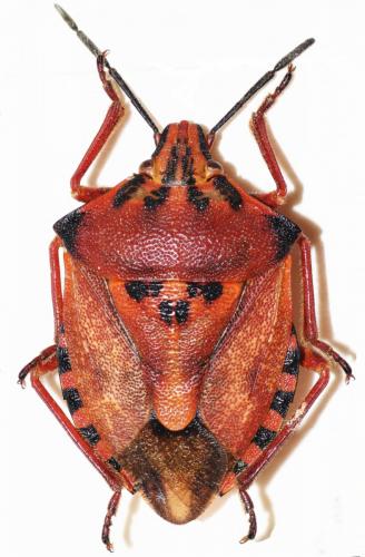 Carpocoris mediterraneus mediterraneus